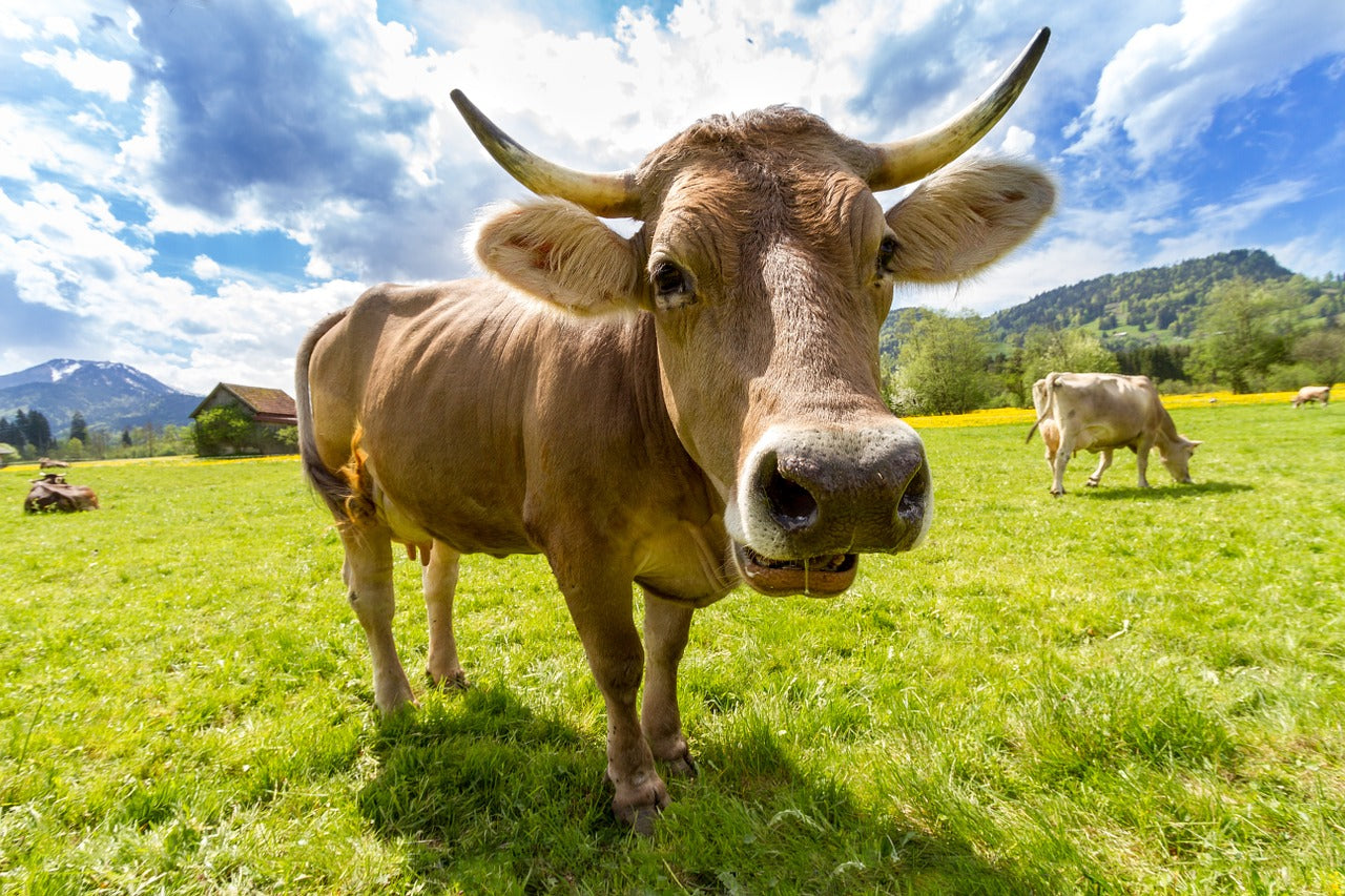 Grass-fed or Organic: Which Is Healthier? 
